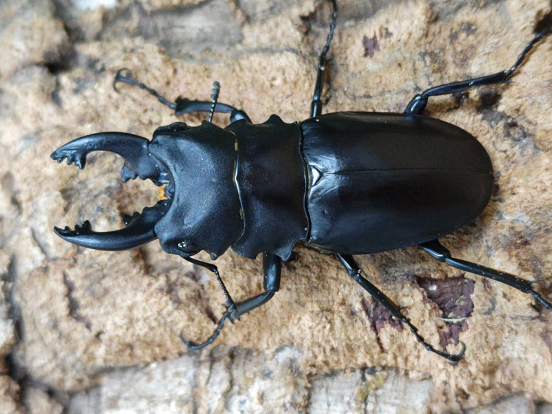 アルケスツヤクワガタ フィリピン ルソン島南カマリネス州産 ペア（累代WD ♂69mm ♀Freemm ） –  クワガタムシ・カブトムシ昆虫専門店COLORS