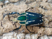 画像をギャラリービューアに読み込む, M.トルクアータ・ウガンデンシス ウガンダ 産 ペア(累代CB ♂B52(右後脚符節欠け)mm 2024/6 ♀Freemm 2024/6)