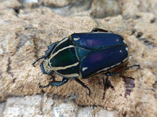 画像をギャラリービューアに読み込む, M.トルクアータ・ウガンデンシス ウガンダ 産 ペア(累代CB ♂B52(右後脚符節欠け)mm 2024/6 ♀Freemm 2024/6)