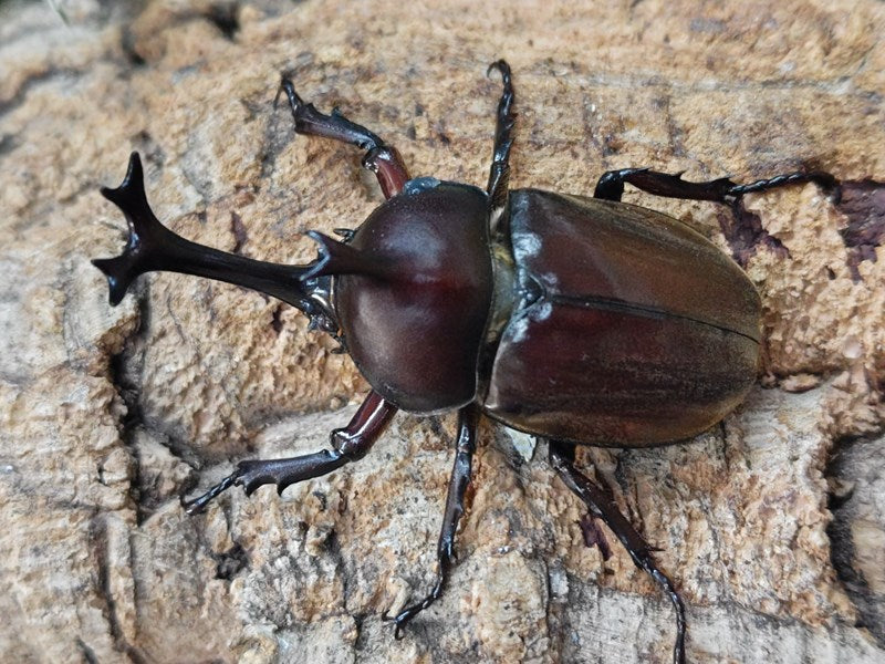 カブトムシ(ヤマトカブト) 奈良県 生駒郡産 ペア（累代WD ♂Freemm ♀Freemm ） – クワガタムシ・カブトムシ昆虫専門店COLORS