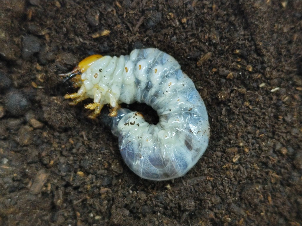 ミラビリスノコギリクワガタ幼虫 タンザニア タンガ州Mt.ウサンバラ産 – クワガタムシ・カブトムシ昆虫専門店COLORS