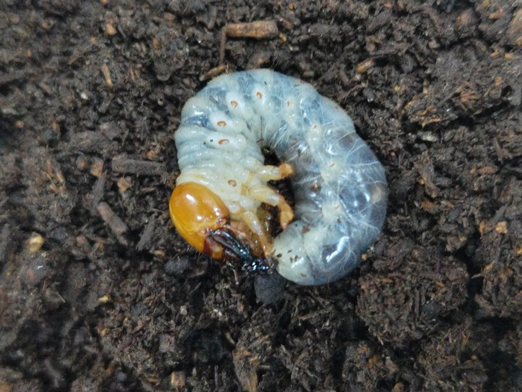 ペロッティシカクワガタ幼虫 ベトナム ダラット産 – クワガタムシ・カブトムシ昆虫専門店COLORS