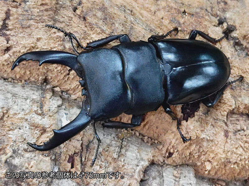 チュウゴクヒラタクワガタ 標本 チュウゴクヒラタクワガタ 標本 中国 ヒラタクワガタ 標本 野外品 Z