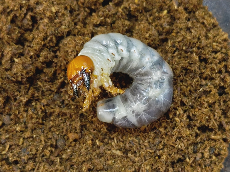 トカラノコギリクワガタ幼虫 鹿児島県 トカラ列島中之島産 – クワガタムシ・カブトムシ昆虫専門店COLORS