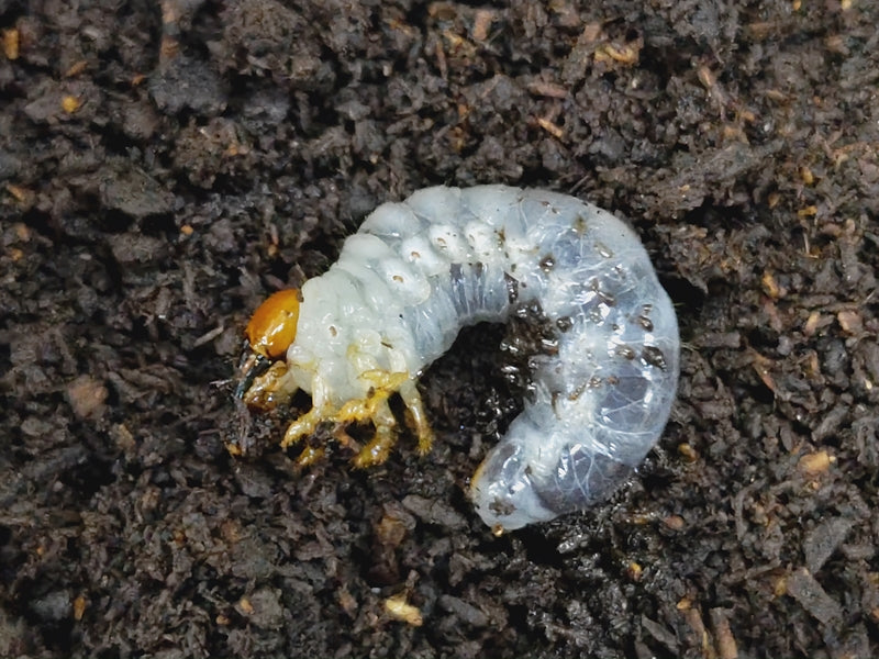 アクベシアヌスミヤマクワガタ幼虫 トルコ 産 – クワガタムシ・カブトムシ昆虫専門店COLORS