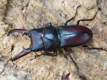 画像をギャラリービューアに読み込む, メリディオナリスコクワ ベトナム ハザン産 ペア(累代WF5 ♂41mm 2024/5 ♀20mm 2024/1)