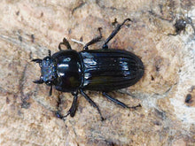 画像をギャラリービューアに読み込む, メリディオナリスコクワ ベトナム ハザン産 ペア(累代WF5 ♂41mm 2024/5 ♀20mm 2024/1)