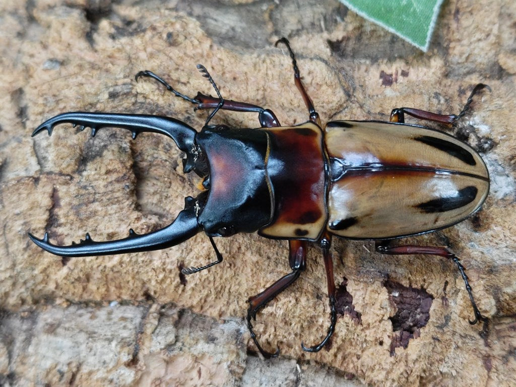 ファブリースノコギリクワガタ(亜種タカクワイ) タリアブ島 産 ペア（累代CBF1 ♂81mm 2024/7 ♀34mm 2024/7） –  クワガタムシ・カブトムシ昆虫専門店COLORS