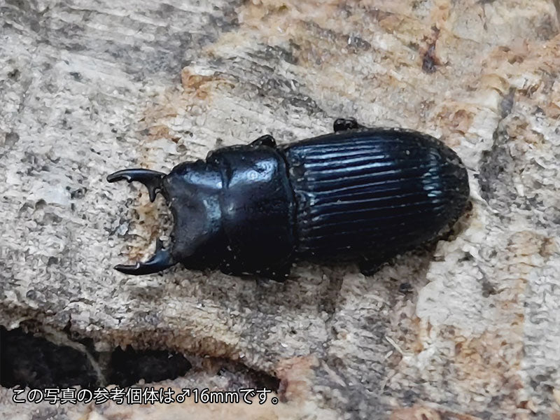 フィリピン産　セスジドウナガテナガ 外国産コガネ標本 セスジドウナガテナガコガネ