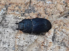 画像をギャラリービューアに読み込む, フィリピンネブトクワガタ(原名亜種) フィリピン ミンダナオ島New bataan産 ペア(累代WD ♂B13(後脚符節欠け)mm ♀B・Free(3ヶ所欠損)mm )