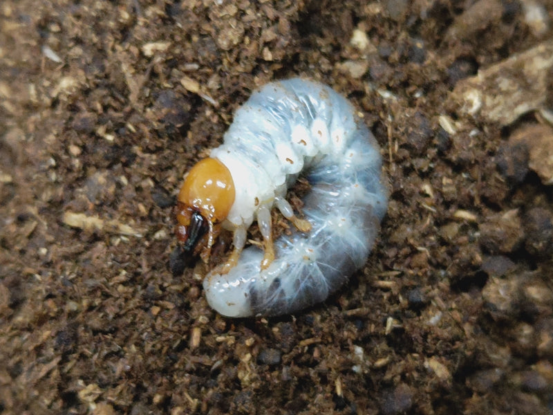 ミンダナオオオヒラタクワガタ幼虫 フィリピン ミンダナオ島New bataan