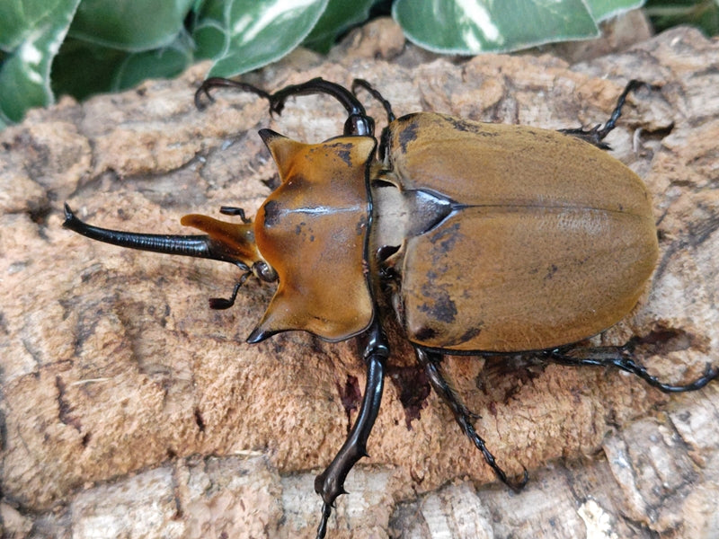 エレファスゾウカブト メキシコ カテマコ産 ペア（累代CB ♂115mm 2024/10 ♀Freemm 2024/9） –  クワガタムシ・カブトムシ昆虫専門店COLORS