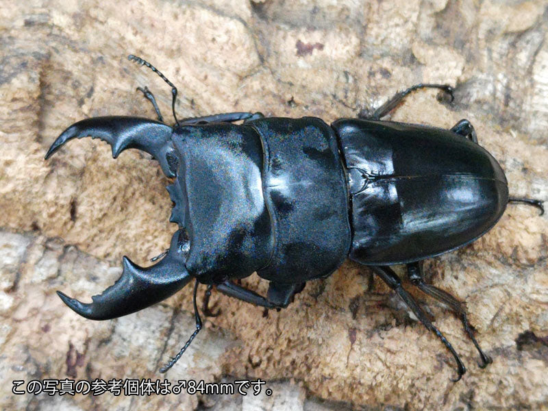 マリンドッケヒラタクワガタ フィリピン マリンドッケ島カンアット産 ペア（累代CBF2 ♂83mm 2024/9 ♀41mm 2024/6） –  クワガタムシ・カブトムシ昆虫専門店COLORS