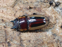 画像をギャラリービューアに読み込む, ラテラリスノコギリクワガタ(亜種myleenae) フィリピン ルソン島南カマリネス州産 ペア(累代WD ♂48mm ♀Freemm )
