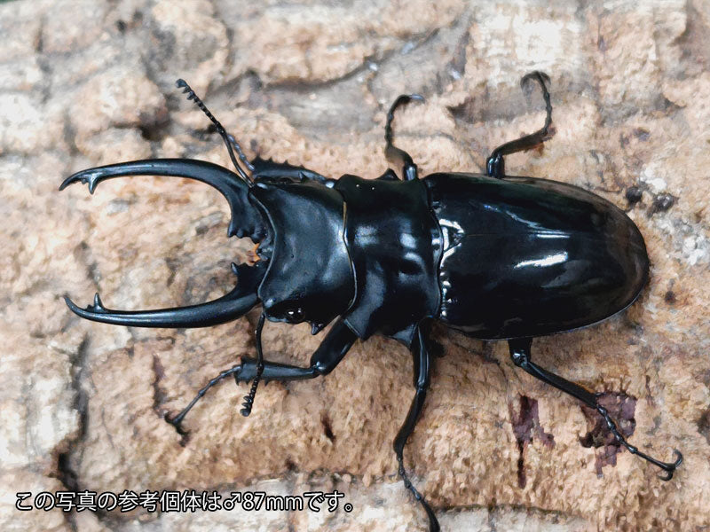 ダールマンツヤクワガタ亜種celebensis インドネシア ペレン島産 ペア（累代WD ♂85mm ♀Freemm ） –  クワガタムシ・カブトムシ昆虫専門店COLORS