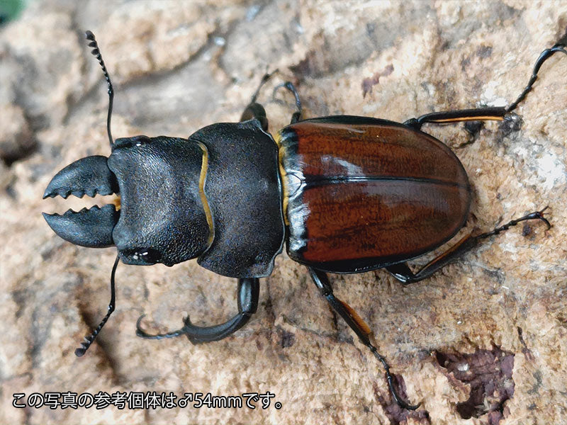 キプルツヤクワガタ ボルネオ Trus Madi産 ペア（累代WD ♂39mm ♀Freemm ） – クワガタムシ・カブトムシ昆虫専門店COLORS