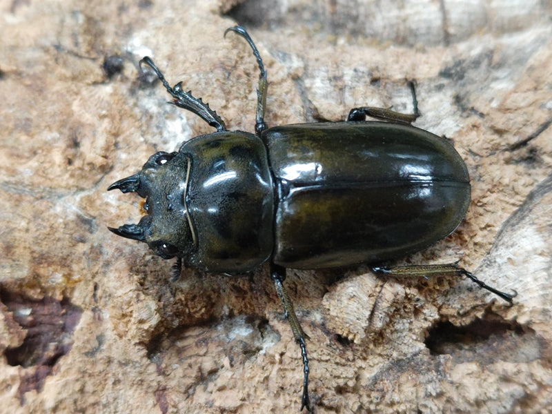 タイ産オウゴンオニクワガタssp. タイ カンチャナブリ産 ♀単品（累代CB ♀41mm 2024/3）