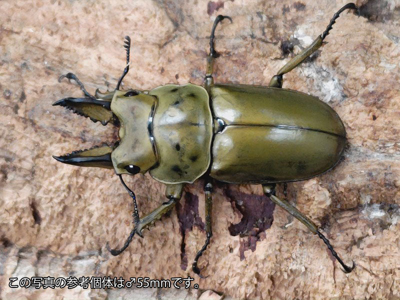 ババオウゴンオニクワガタ 新成虫ペア ♂60mm＆♀47mm｜クワガタムシ