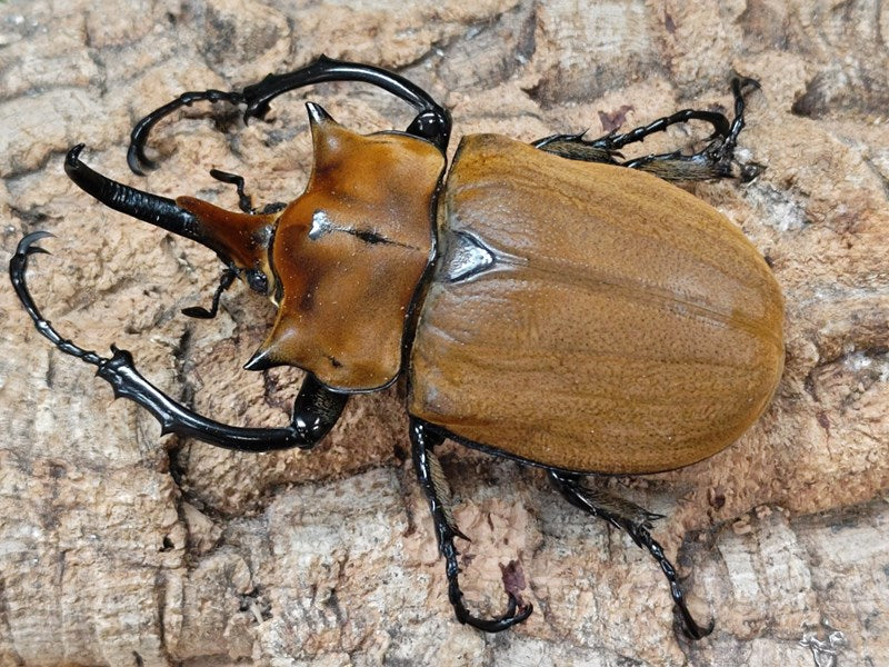 エレファスゾウカブト メキシコ カテマコ産 ペア（累代CB ♂110mm 2024/12 ♀Freemm 2024/12） –  クワガタムシ・カブトムシ昆虫専門店COLORS