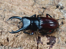 画像をギャラリービューアに読み込む, ハイチュヌスコクワガタ 中国 貴州省黔東南ミャオ族トン族自治州雷山県産 ペア(累代WF2 ♂48mm 2024/12 ♀30mm 2024/11)