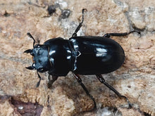 画像をギャラリービューアに読み込む, ハイチュヌスコクワガタ 中国 貴州省黔東南ミャオ族トン族自治州雷山県産 ペア(累代WF2 ♂48mm 2024/12 ♀30mm 2024/11)