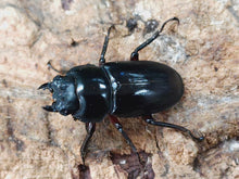 画像をギャラリービューアに読み込む, ハイチュヌスコクワガタ 中国 貴州省黔東南ミャオ族トン族自治州雷山県富山林場産 ペア(累代CB ♂56mm 2024/6 ♀34mm 2024/6)