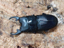 画像をギャラリービューアに読み込む, プラティオドンネブトクワガタ(原名亜種) インドネシア モロタイ島産 ペア(累代CBF4 ♂33mm 2024/12 ♀Freemm 2024/12)
