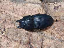画像をギャラリービューアに読み込む, プラティオドンネブトクワガタ(原名亜種) インドネシア モロタイ島産 ペア(累代CBF4 ♂33mm 2024/12 ♀Freemm 2024/12)
