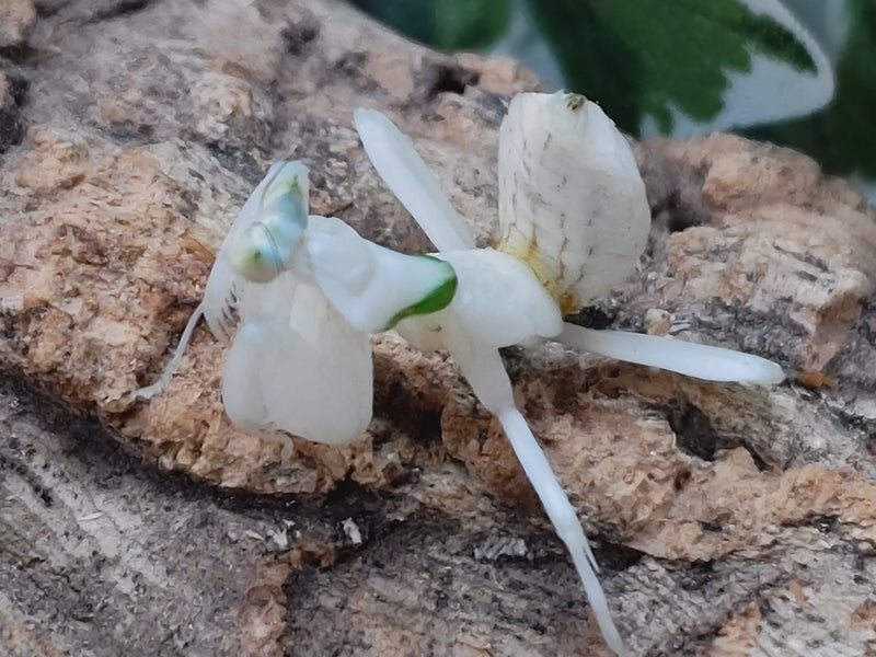 ハナカマキリ幼体 インドネシア ジャワ島アルゴプーロ産
