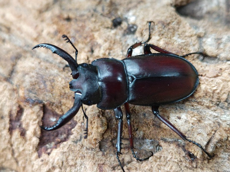ペロッティシカクワガタ ベトナム ダラット産 ペア（累代CBF2 ♂40mm