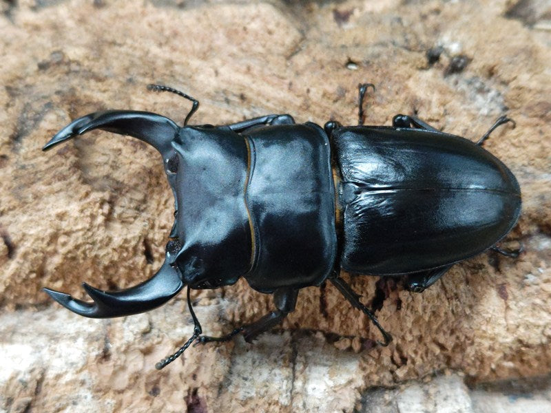 オオクワガタ♂62mm＋♀44mm（クワガタ標本） : オオクワ京都