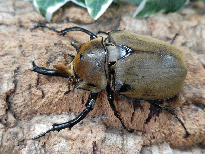 【期間限定！最安値挑戦】 メキシコ エレファスゾウカブト カテマコ産 ♂B84 ペア（累代CB 標本