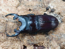 画像をギャラリービューアに読み込む, プラティオドンネブトクワガタ(原名亜種) モロタイ島 産 ペア(累代CB ♂40mm 2025/4 ♀Freemm 2025/2)