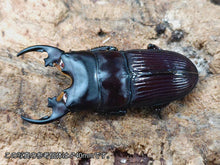 画像をギャラリービューアに読み込む, プラティオドンネブトクワガタ(原名亜種) モロタイ島 産 ペア(累代CB ♂39mm 2025/4 ♀Freemm 2025/4)