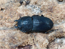 画像をギャラリービューアに読み込む, プラティオドンネブトクワガタ(原名亜種) モロタイ島 産 ペア(累代CB ♂39mm 2025/4 ♀Freemm 2025/4)