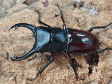 画像をギャラリービューアに読み込む, ハイチュヌスコクワガタ 中国 貴州省黔東南ミャオ族トン族自治州雷山県産 ペア(累代WF2 ♂56mm 2025/1 ♀34mm 2024/12)