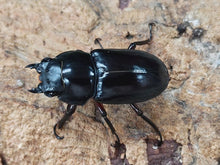 画像をギャラリービューアに読み込む, ハイチュヌスコクワガタ 中国 貴州省黔東南ミャオ族トン族自治州雷山県産 ペア(累代WF2 ♂56mm 2025/1 ♀34mm 2024/12)