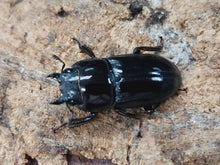 画像をギャラリービューアに読み込む, インテルメディウスヒラタクワガタ(亜種ピロシペス) ソロモン諸島 マライタ島マル産 ペア(累代WF1 ♂43mm 2024/11 ♀25mm 2024/9)