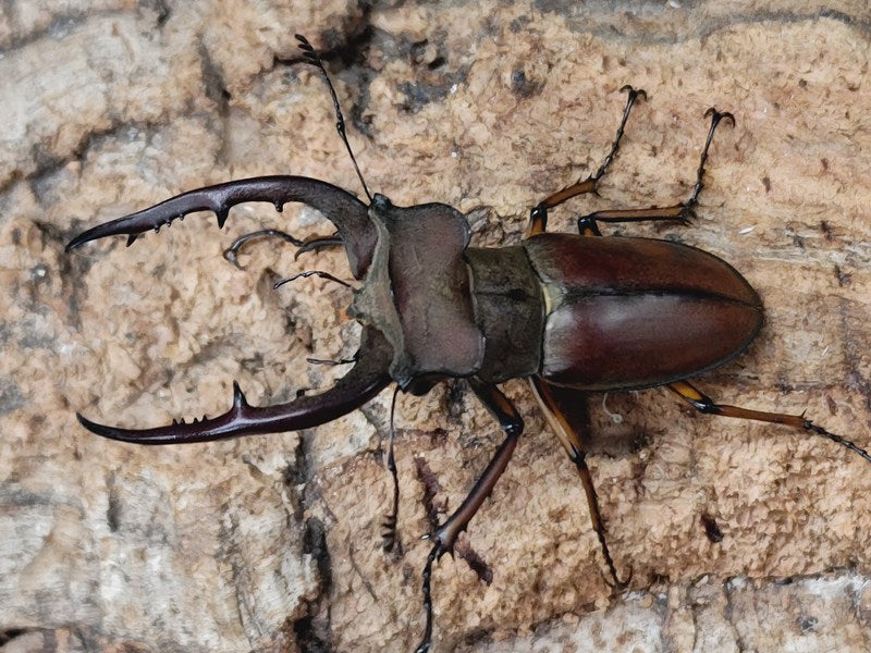 ルックミヤマクワガタ ベトナム コンツム省産 ペア（累代WD ♂63mm