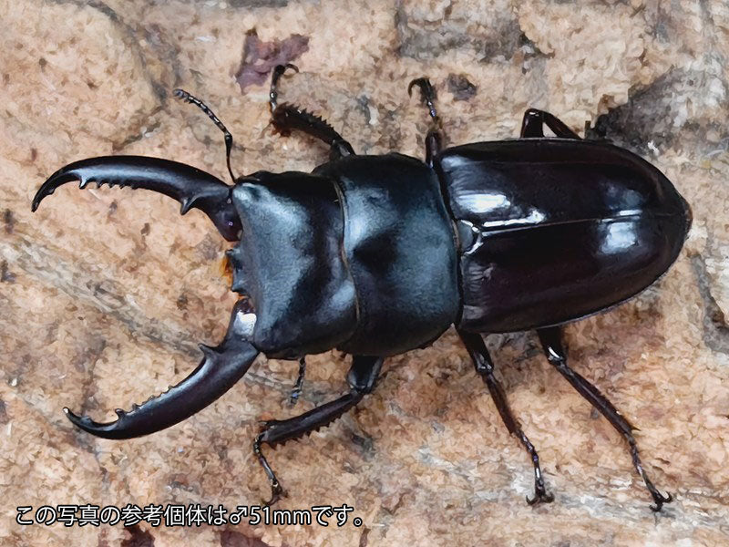 チョウセンヒラタクワガタ 長崎県 対馬市厳原町産 ペア（累代CB ♂45mm