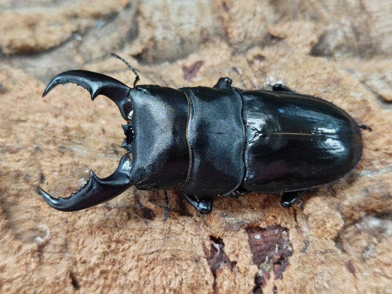 オキナワヒラタクワガタ 沖縄県 瀬底島産 ペア（累代WF5 ♂66mm
