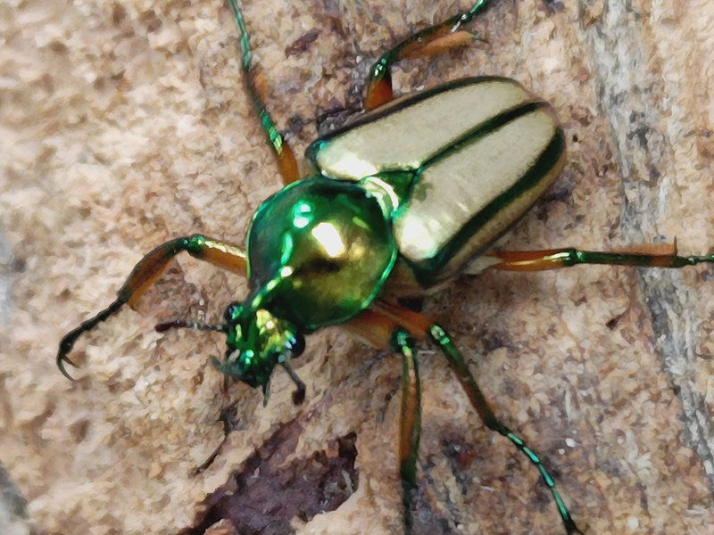 標本　ミンダナオ島産　セブヒメカブトハナムグリ　♂２３．６、♀２０．９ミリ　ペア　パラタイプ くわかぶプラネット ⁄ WDセブヒメカブトハナムグリ(オリエンタリス