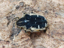 画像をギャラリービューアに読み込む, ルソンハナムグリ フィリピン ルソン島マウンテンプロビンス州産 ペア(累代CB ♂Freemm ♀Freemm )