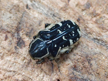 画像をギャラリービューアに読み込む, ルソンハナムグリ フィリピン ルソン島マウンテンプロビンス州産 ペア(累代CB ♂Freemm ♀Freemm )