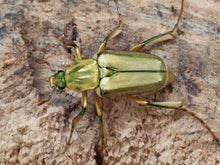 画像をギャラリービューアに読み込む, ホソカブトハナムグリ フィリピン ルソン島マウンテンプロビンス州産 ペア(累代CB ♂Freemm ♀Freemm )