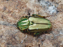 画像をギャラリービューアに読み込む, ホソカブトハナムグリ フィリピン ルソン島マウンテンプロビンス州産 ペア(累代CB ♂Freemm ♀Freemm )