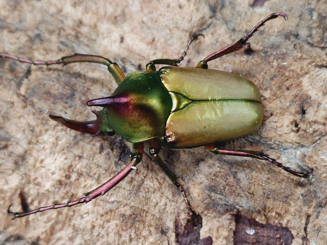ロドリゲスカブトハナムグリ フィリピン パラワン島Rizal産 ♂単品