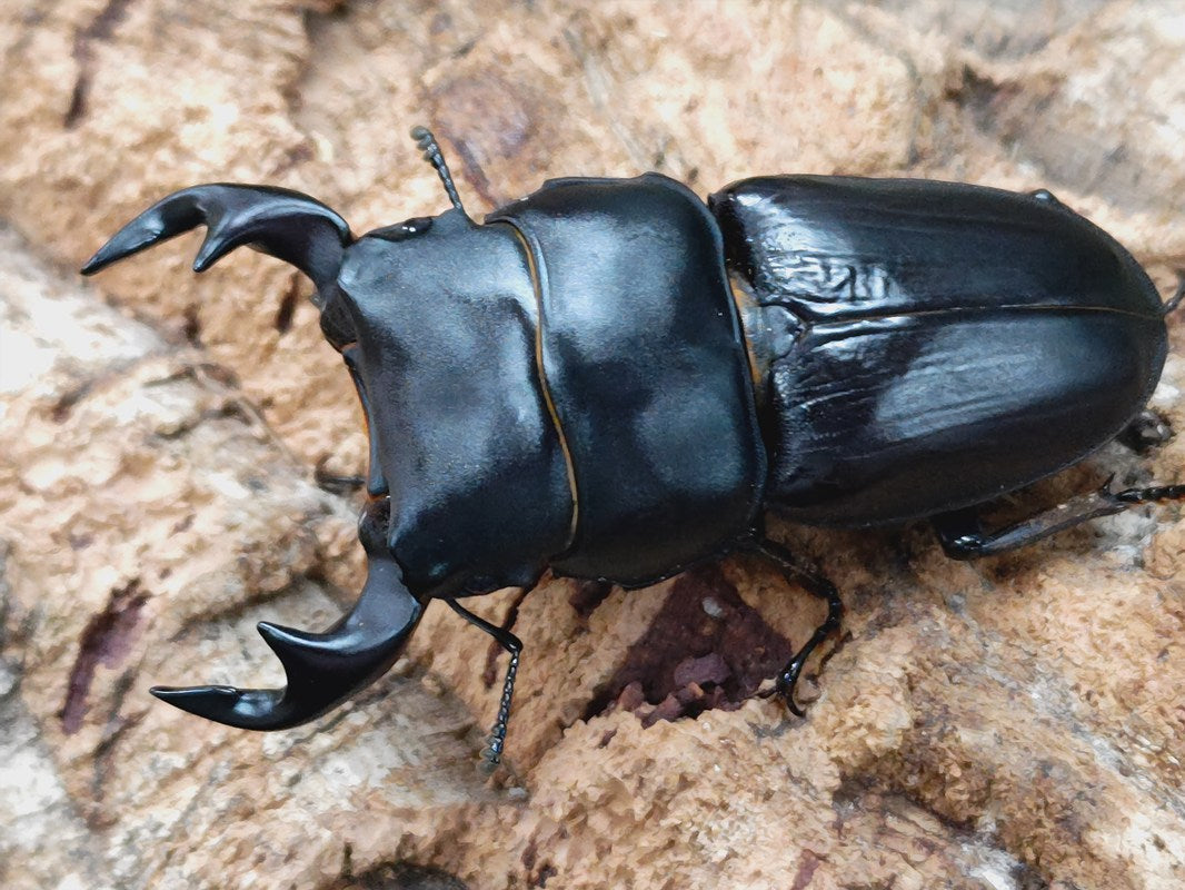 天然大型オオクワガタ標本 天然大型オオクワガタ標本 - メルカリ
