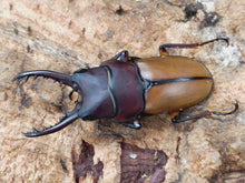 画像をギャラリービューアに読み込む, ブルイジンノコギリクワガタ(ペレン島亜種) インドネシア ペレン島産 ペア(累代WD ♂36mm ♀Freemm )