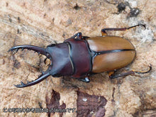 画像をギャラリービューアに読み込む, ブルイジンノコギリクワガタ(ペレン島亜種) インドネシア ペレン島産 ペア(累代WD ♂34mm ♀Freemm )